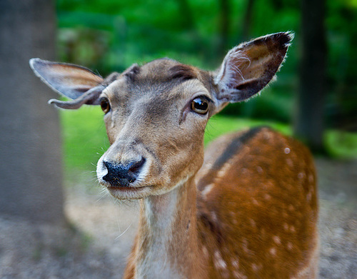 Junges Damhirsch