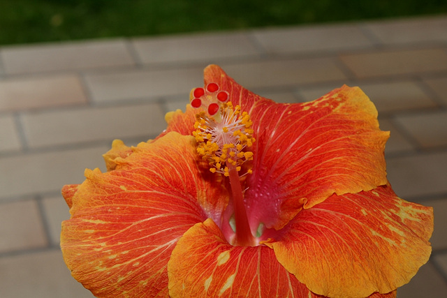 Hibiscus ' It's So Easy' (4)
