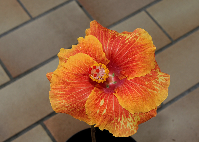 Hibiscus ' It's So Easy' (6)