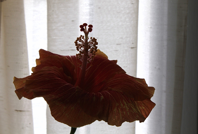 Hibiscus ' It's So Easy' (7)