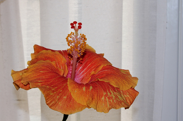 Hibiscus ' It's So Easy' (8)