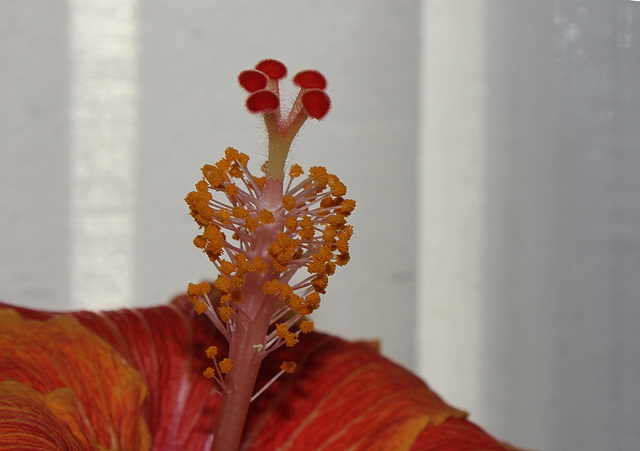 Hibiscus ' It's So Easy' (9)