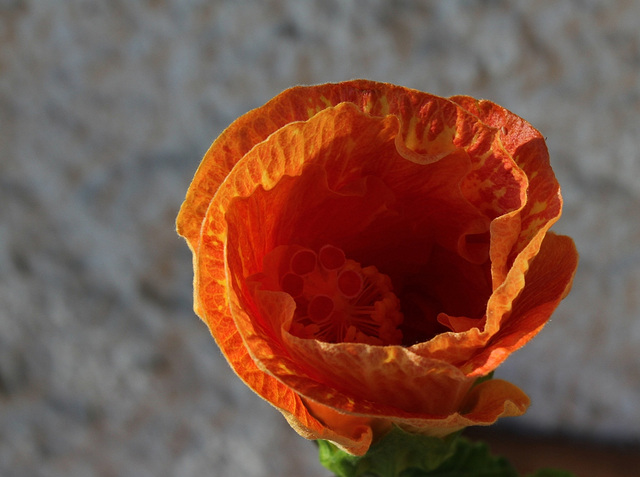 Hibiscus  'It's so Easy' (4)
