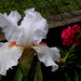 Iris 'Neige de Mai' Cayeux 1978 (2)