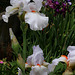 Iris 'Neige de Mai' Cayeux 1978 (3)