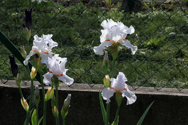 Iris 'Neige de Mai' Cayeux 1978 (8)