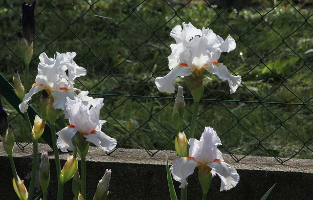 Iris 'Neige de Mai' Cayeux 1978 (9)