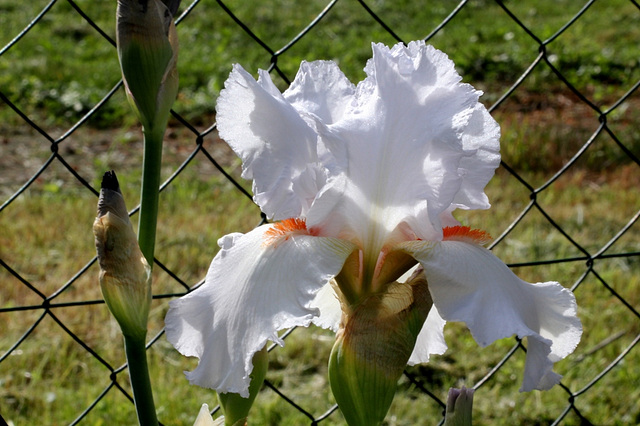 Iris 'Neige de Mai' Cayeux 1978 (12)