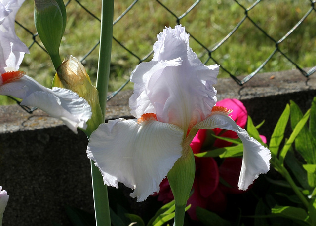 Iris 'Neige de Mai' Cayeux 1978 (14)