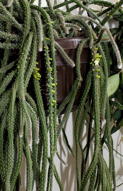 Rhipsalidopsis baccifera horrida