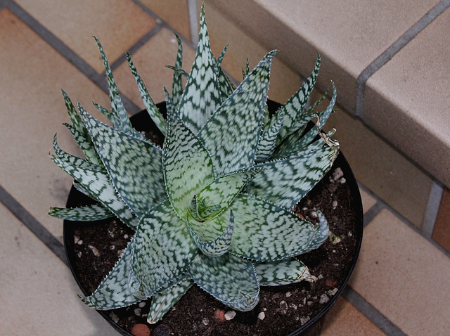 Aloe 'Lizard Lips '