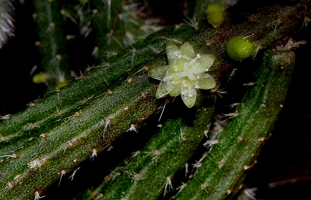 Rhipsalidopsis baccifera horrida (3)