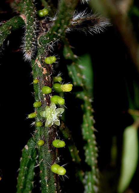 Rhipsalidopsis baccifera horrida (5)