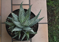 Aloe 'Lizard Lips ' (2)