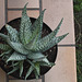 Aloe 'Lizard Lips ' (2)