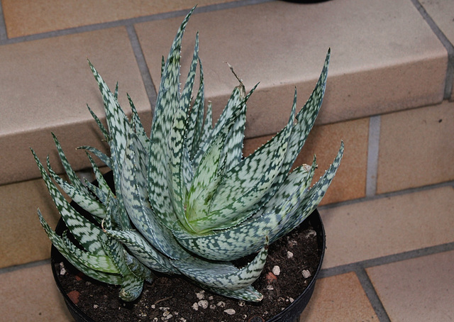 Aloe 'Lizard Lips ' (4)