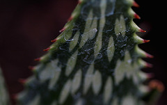 Aloe somaliensis