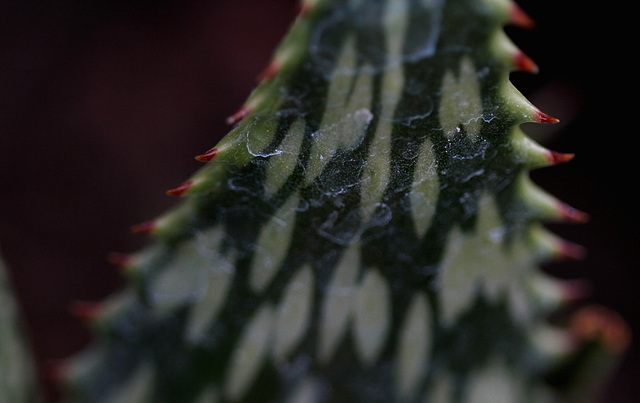 Aloe somaliensis