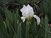 'Lilli-White '