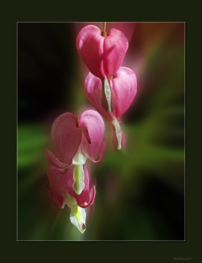 Herzen