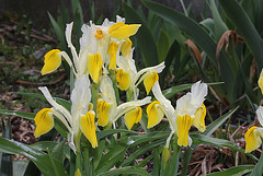 Iris bucharica