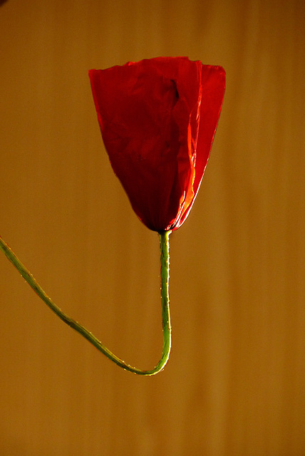 Red Dress Red Dress