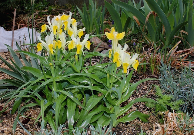 Iris bucharica (2)