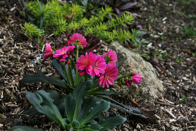Lewisia cotyledon