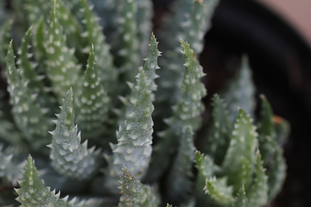 Aloe humilis (2)