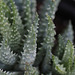 Aloe humilis (2)