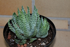 Aloe humilis (3)