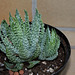 Aloe humilis (3)