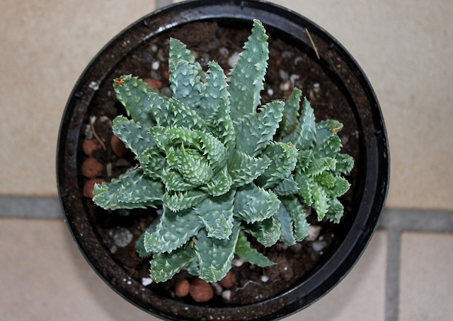 Aloe humilis