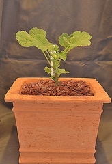 Pelargonium echinatum DSC 0008