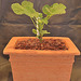 Pelargonium echinatum DSC 0008