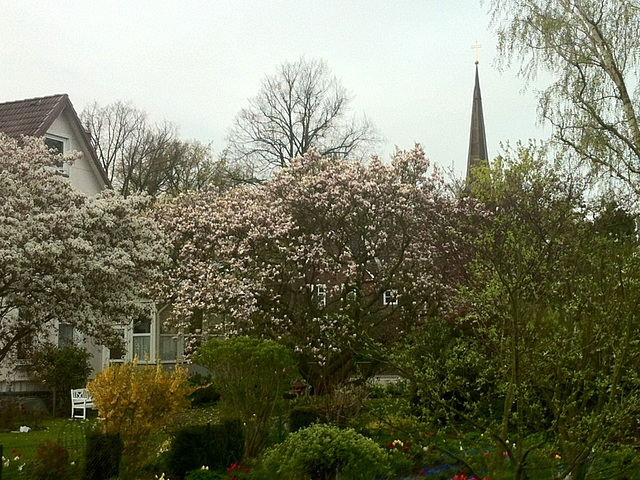 Tulpenbaumblüte