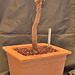 Pelargonium cotyledonis DSC 0012