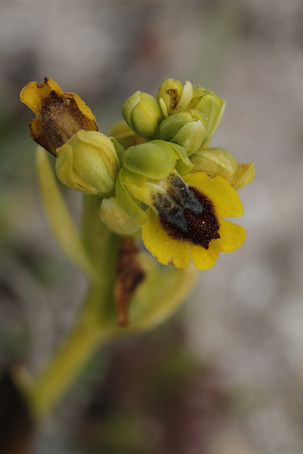 Ophrys endémique.....