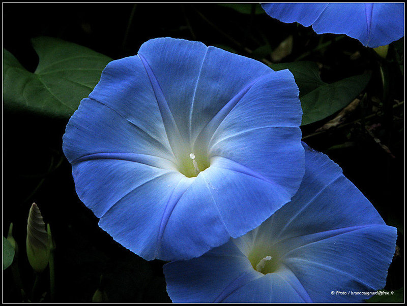 Ipomées,volubilis des jardins,Liserons bleus