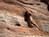 Rainbow Bridge National Monument (2367)