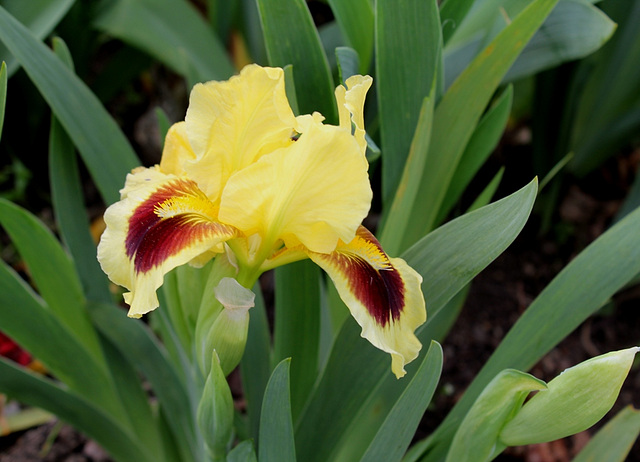Iris Ritz