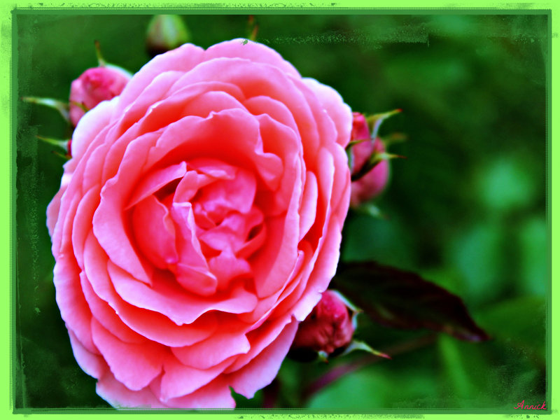 LA VIE EN ROSE ***