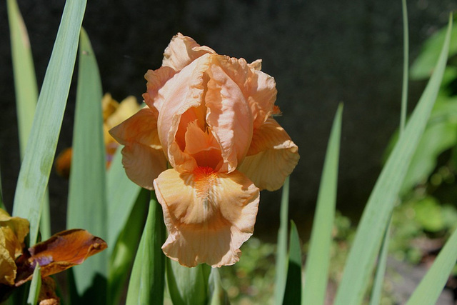 Iris nain'Bright Vision '