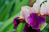 Iris Color Splash