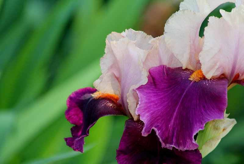 Iris Color Splash