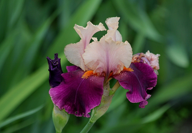 Iris Color Splash (2)