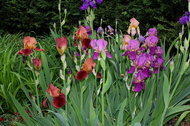Iris cuivres et pourpres