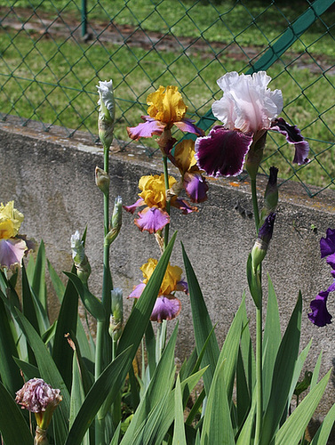 Iris en bouquet