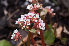 20120414 8605RAw [D~E] Kaschmir-Bergenie (Bergenia ciliata), Gruga-Park, Essen