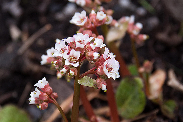 20120414 8605RAw [D~E] Kaschmir-Bergenie (Bergenia ciliata), Gruga-Park, Essen